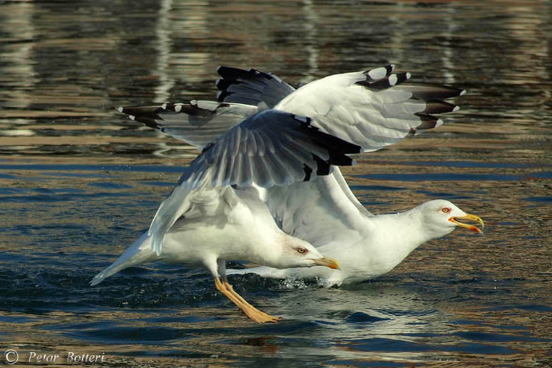 Galeb, Foto: Petar Botteri Galeb, Foto: Petar Botteri