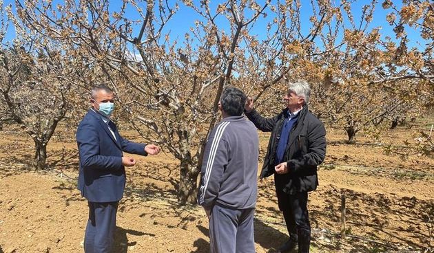 Proljetni mraz nanio velike štete poljoprivrednicima u Ravnim Kotarima