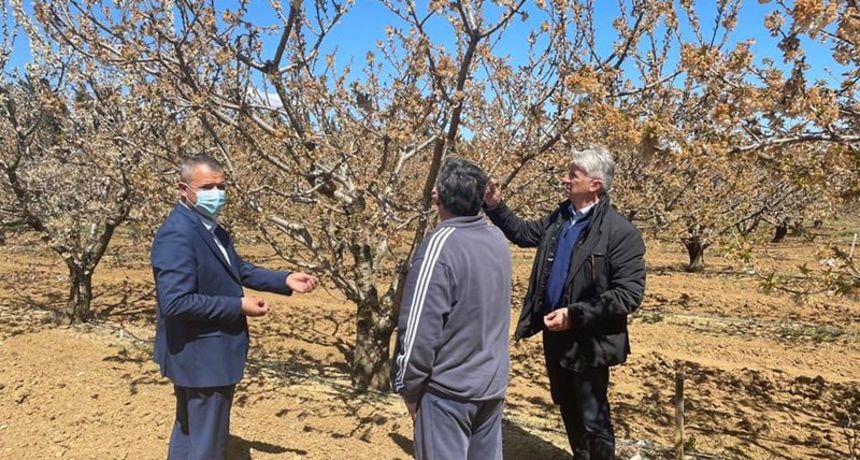 Proljetni mraz nanio velike štete poljoprivrednicima u Ravnim Kotarima