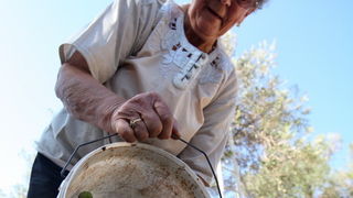 Pag, Lun, 221012.
Berba maslina u lunskom masliniku koji se nalazi kod mjesta Lun na otoku Pagu. Omedjen je suhozidima, prostire se na 400 hektara i sadrzi oko 80.000 stabala maslina. Najveci je maslinik u Hrvatskoj. U Lunskom masliniku rastu brojne jedin Pag, Lun, 221012.
Berba maslina u lunskom masliniku koji se nalazi kod mjesta Lun na otoku Pagu. Omedjen je suhozidima, prostire se na 400 hektara i sadrzi oko 80.000 stabala maslina. Najveci je maslinik u Hrvatskoj. U Lunskom masliniku rastu brojne jedin