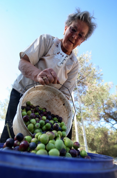Pag, Lun, 221012.
Berba maslina u lunskom masliniku koji se nalazi kod mjesta Lun na otoku Pagu. Omedjen je suhozidima, prostire se na 400 hektara i sadrzi oko 80.000 stabala maslina. Najveci je maslinik u Hrvatskoj. U Lunskom masliniku rastu brojne jedin Pag, Lun, 221012.
Berba maslina u lunskom masliniku koji se nalazi kod mjesta Lun na otoku Pagu. Omedjen je suhozidima, prostire se na 400 hektara i sadrzi oko 80.000 stabala maslina. Najveci je maslinik u Hrvatskoj. U Lunskom masliniku rastu brojne jedin