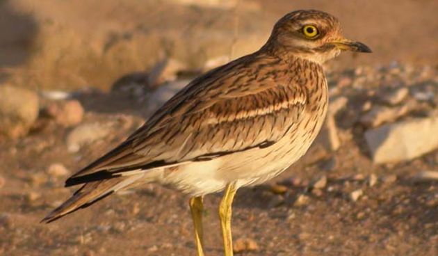 Ptica ćukavica/Foto: www.sofnet.org