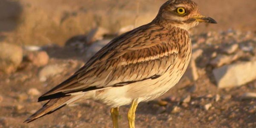 Ptica ćukavica/Foto: www.sofnet.org