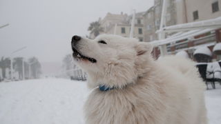 Split, 030212.
Nakon nekoliko godina, danima najavljivan snijeg pao je i na Splitskom podrucju. Iako je bio najavljen, Splicani nisu bili spremni na bijeli pokrivac, te im je on uz snaznu buru otezavao svakodnevni zivot.
Foto: Vojko Basic / CROPIX Split, 030212.
Nakon nekoliko godina, danima najavljivan snijeg pao je i na Splitskom podrucju. Iako je bio najavljen, Splicani nisu bili spremni na bijeli pokrivac, te im je on uz snaznu buru otezavao svakodnevni zivot.
Foto: Vojko Basic / CROPIX