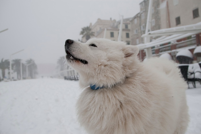 Split, 030212.
Nakon nekoliko godina, danima najavljivan snijeg pao je i na Splitskom podrucju. Iako je bio najavljen, Splicani nisu bili spremni na bijeli pokrivac, te im je on uz snaznu buru otezavao svakodnevni zivot.
Foto: Vojko Basic / CROPIX Split, 030212.
Nakon nekoliko godina, danima najavljivan snijeg pao je i na Splitskom podrucju. Iako je bio najavljen, Splicani nisu bili spremni na bijeli pokrivac, te im je on uz snaznu buru otezavao svakodnevni zivot.
Foto: Vojko Basic / CROPIX
