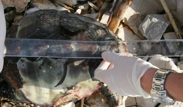 Kornjače, Foto: PP Telašćica