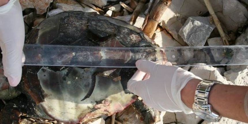 Kornjače, Foto: PP Telašćica Kornjače, Foto: PP Telašćica