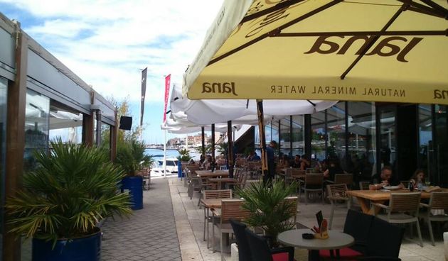 Lončanice, palma, Harbor, štekat