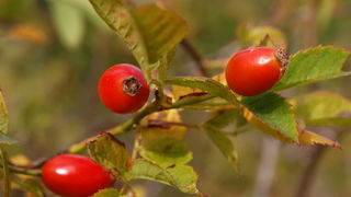 Svilaja, 18 rujna 2010