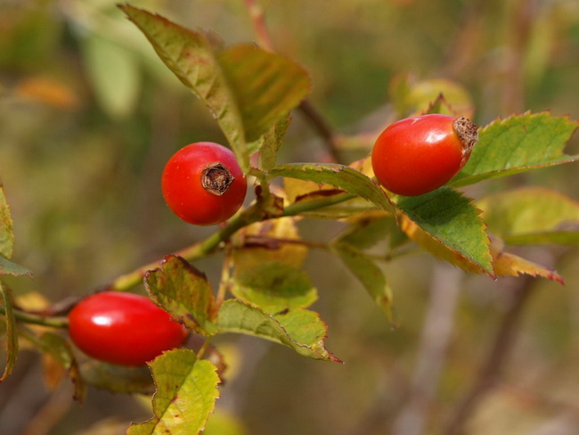 Svilaja, 18 rujna 2010