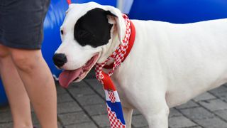 Sonikova EUROforija u Preku Sonikova EUROforija u Preku