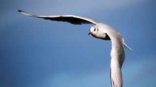 Zadarski galebovi (foto:Saša Čuka)