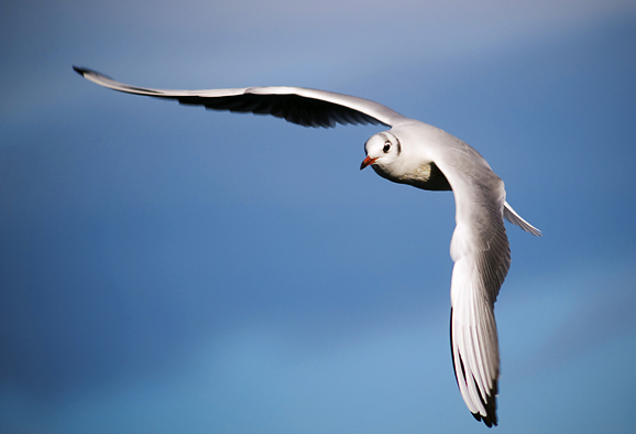 Zadarski galebovi (foto:Saša Čuka)