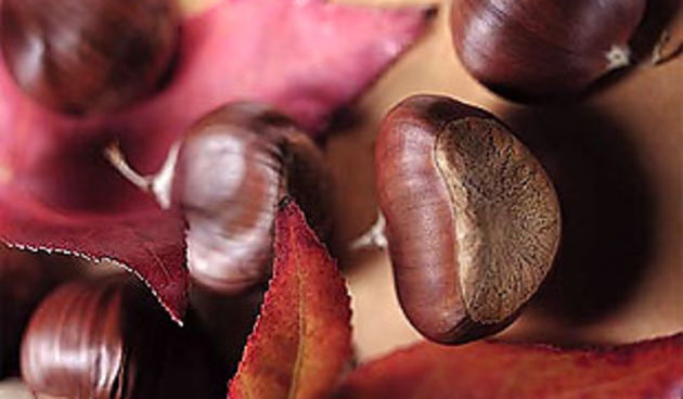 Kesten ( foto: net.hr )