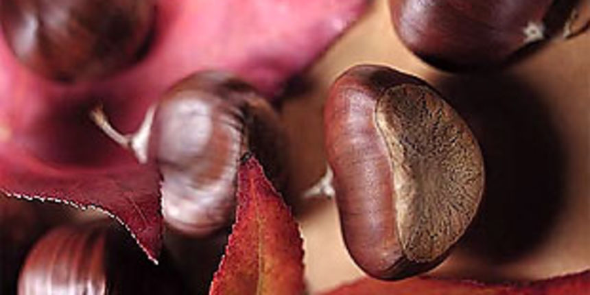 Kesten ( foto: net.hr ) Kesten ( foto: net.hr )