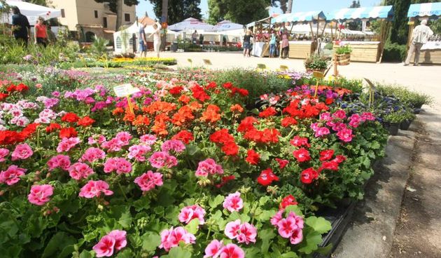 Sv. Filip i Jakov – U organizaciji Turisticke zajednice Opcine Sv. Filip i Jakov, otvoren je Festival cvijeca, od 25. do 27. travnja, cime je i sluzbeno obiljezen pocetak turisticke sezone u Zadarskoj zupaniji. Medju velikom ponudom cvijeca predstavljeni