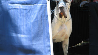 Image 1171051 (auto)