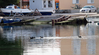 Liske u uvali Bregdetti 24. siječnja