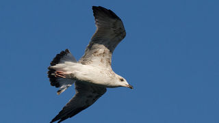 Jutarnja svađa galebova, foto: Leo Banić