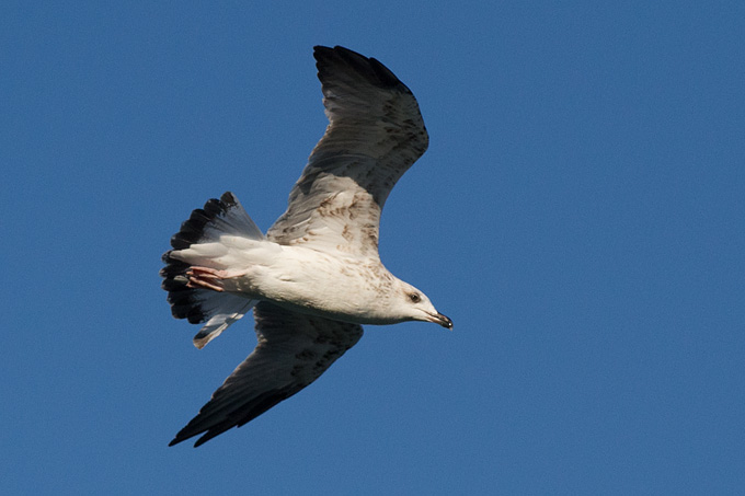 Jutarnja svađa galebova, foto: Leo Banić