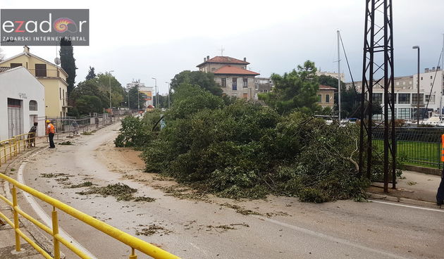Ekocid u Zadru. Posječene fafarikule u Vruljici