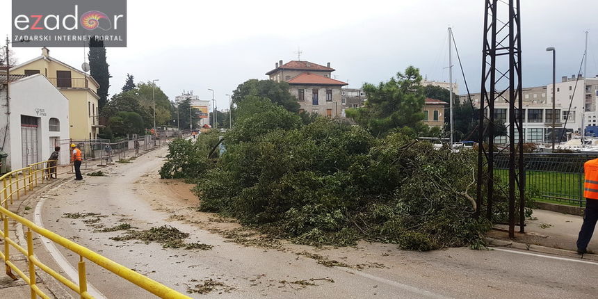 Ekocid u Zadru. Posječene fafarikule u Vruljici