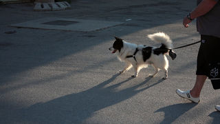 Sukošanska fešta Svetog Kasijana 13. kolovoza 2011, Foto: Lucija Juravić Sukošanska fešta Svetog Kasijana 13. kolovoza 2011, Foto: Lucija Juravić