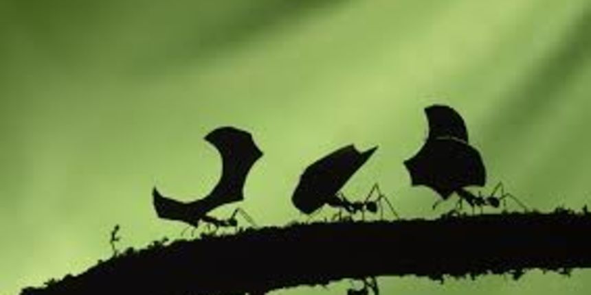 Mrav, Foto:freewallpic.com Mrav, Foto:freewallpic.com