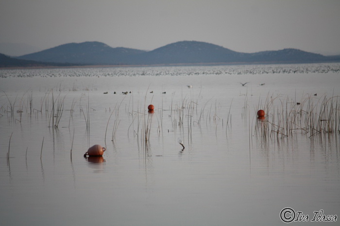 Đir uz Vransko jezero, Foto: Iva Perinić Đir uz Vransko jezero, Foto: Iva Perinić
