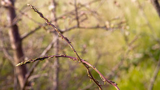 Priroda, cvijece, livada, sparoge, foto: Leo Banic