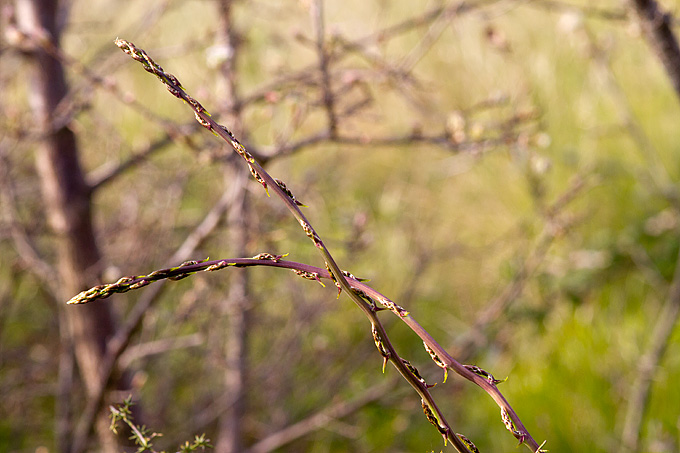 Priroda, cvijece, livada, sparoge, foto: Leo Banic