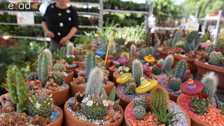 Svečano otvoren 18. Festival cvijeća Zadarske županije u Sv. Filip i Jakovu