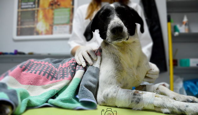 Trovanje psa, azil, foto: I. Perinčić