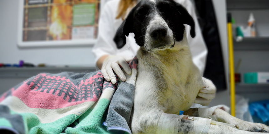 Trovanje psa, azil, foto: I. Perinčić