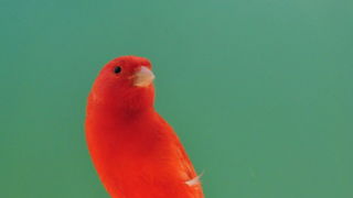 Pobjednici 33. Ornitoloskog prvenstva Hrvatske, Foto: Ivan Dilber Pobjednici 33. Ornitoloskog prvenstva Hrvatske, Foto: Ivan Dilber