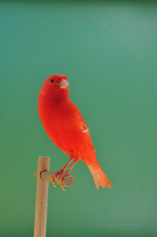 Pobjednici 33. Ornitoloskog prvenstva Hrvatske, Foto: Ivan Dilber Pobjednici 33. Ornitoloskog prvenstva Hrvatske, Foto: Ivan Dilber