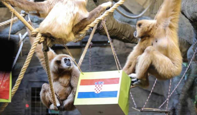 Gibon Kent odabrao pobjednika utakmice Hrvatska – Maroko