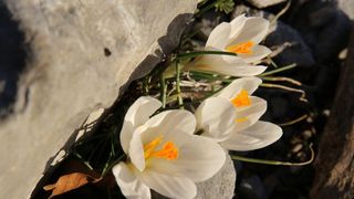 16.03.2014., Juzni Velebit – Topljenje snijega na Juznom Velebitu i procvjetani prvi planinski cvjetovi u ranom proljecu najavljuju skorasnje toplije vrijeme. Photo: Filip Brala/PIXSELL Autor Filip Brala/PIXSELL Ključne riječi rekreacija, planina, pro 16.03.2014., Juzni Velebit – Topljenje snijega na Juznom Velebitu i procvjetani prvi planinski cvjetovi u ranom proljecu najavljuju skorasnje toplije vrijeme. Photo: Filip Brala/PIXSELL Autor Filip Brala/PIXSELL Ključne riječi rekreacija, planina, pro