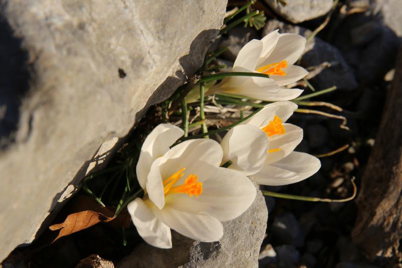 16.03.2014., Juzni Velebit – Topljenje snijega na Juznom Velebitu i procvjetani prvi planinski cvjetovi u ranom proljecu najavljuju skorasnje toplije vrijeme. Photo: Filip Brala/PIXSELL Autor Filip Brala/PIXSELL Ključne riječi rekreacija, planina, pro 16.03.2014., Juzni Velebit – Topljenje snijega na Juznom Velebitu i procvjetani prvi planinski cvjetovi u ranom proljecu najavljuju skorasnje toplije vrijeme. Photo: Filip Brala/PIXSELL Autor Filip Brala/PIXSELL Ključne riječi rekreacija, planina, pro