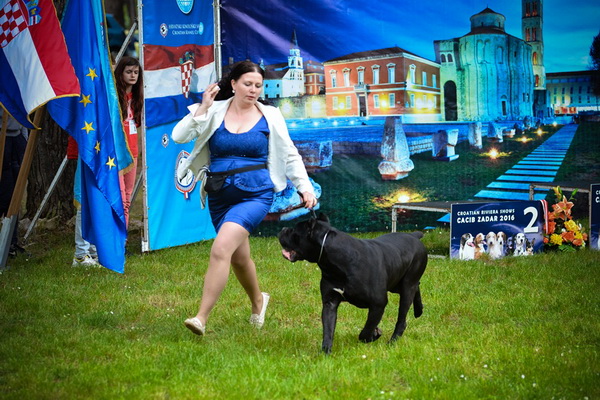 16. Međunarodna izložba pasa CACIB Zadar – Prvak prvaka 2016. 16. Međunarodna izložba pasa CACIB Zadar – Prvak prvaka 2016.