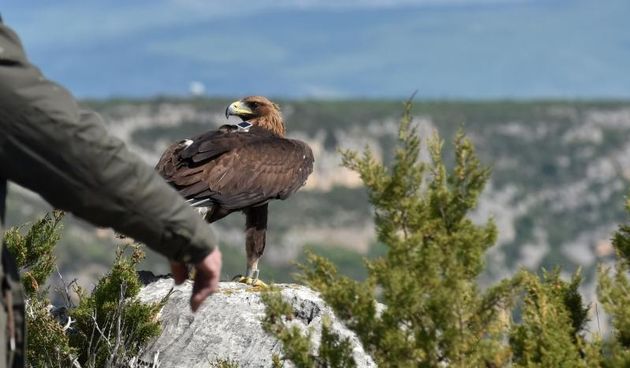 Oporavljeni suri orao pušten na slobodu