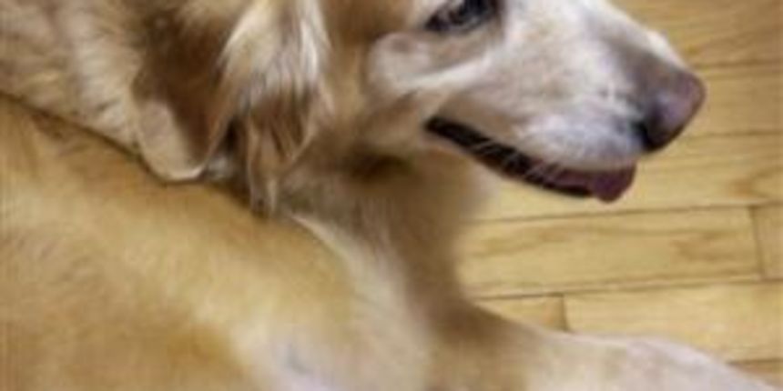 Maca i retriver Maca i retriver