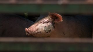 Simpatična galerija koja prikazuje životinjsku farmu na najvišem južnom vrhu Velebita – Crnopcu Simpatična galerija koja prikazuje životinjsku farmu na najvišem južnom vrhu Velebita – Crnopcu
