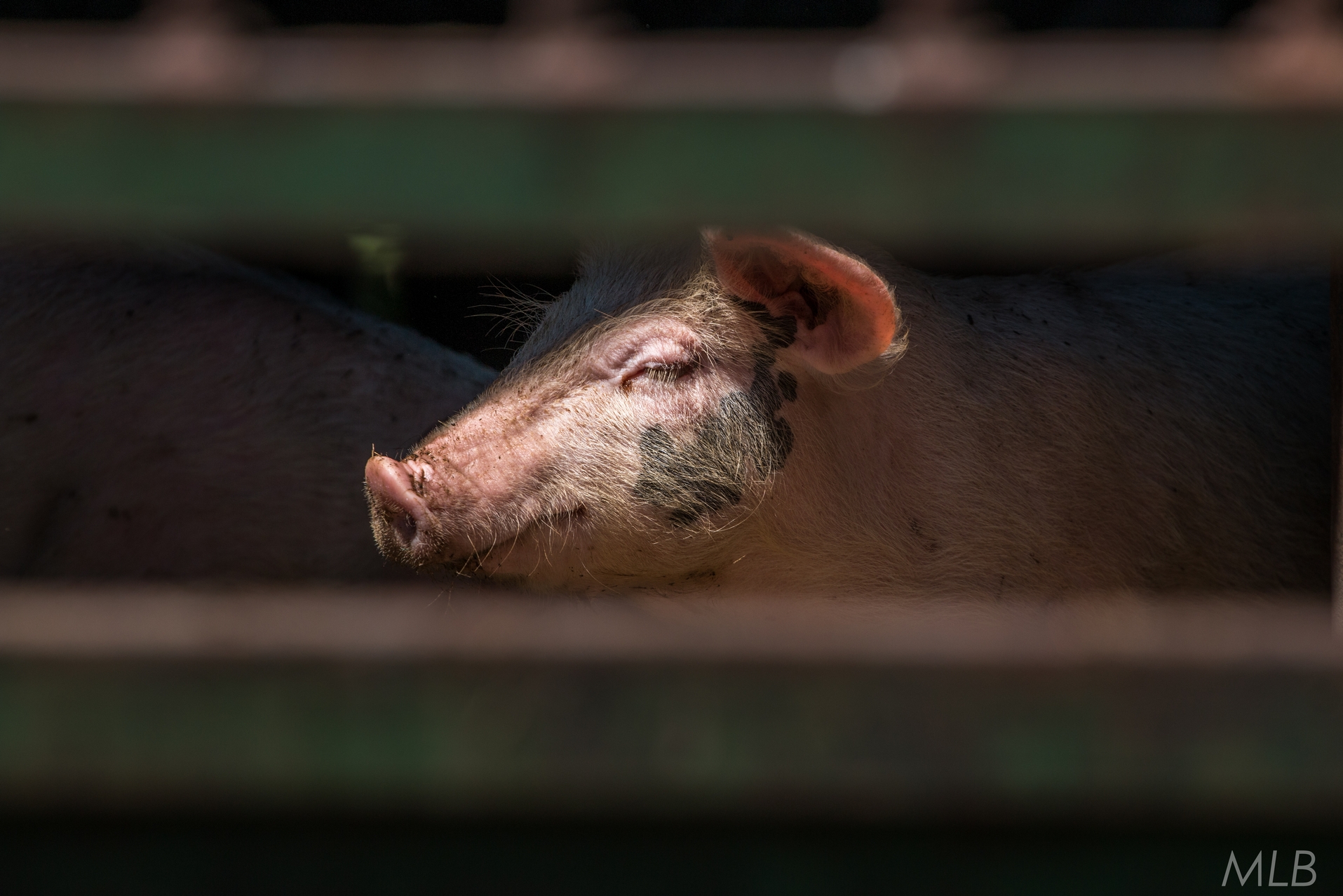 Simpatična galerija koja prikazuje životinjsku farmu na najvišem južnom vrhu Velebita – Crnopcu Simpatična galerija koja prikazuje životinjsku farmu na najvišem južnom vrhu Velebita – Crnopcu