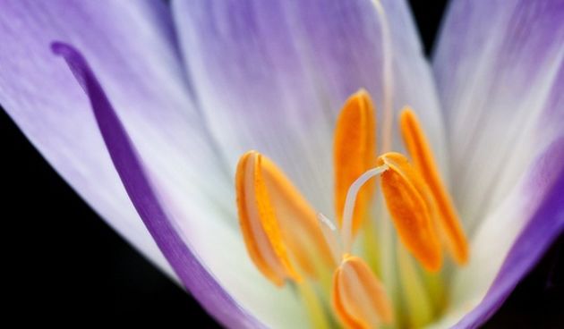 Šafran, foto: she.hr