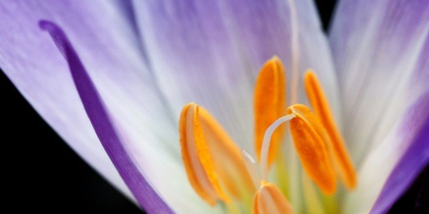 Šafran, foto: she.hr Šafran, foto: she.hr