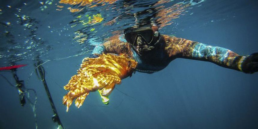 Dive In Fest Dive In Fest