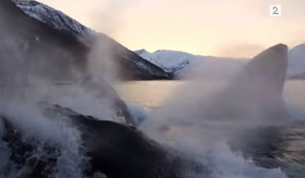 Kitovi, Screenshot: YouTube