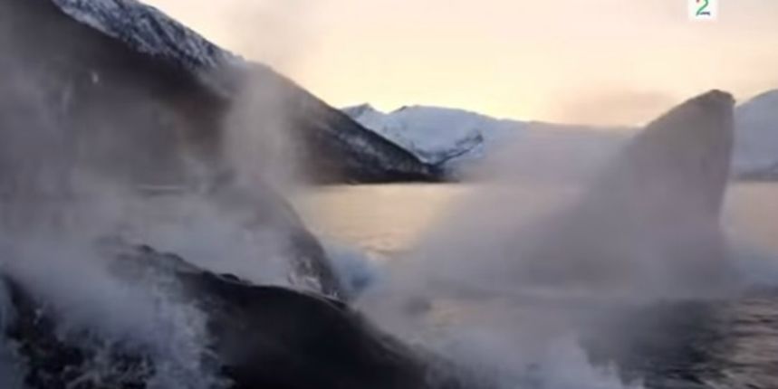 Kitovi, Screenshot: YouTube Kitovi, Screenshot: YouTube