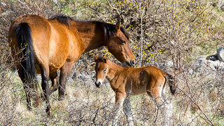 Divlji konji na Velebitu, foto: Leo Banić